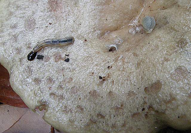 La grande siccita''....ma qui i funghi spuntano lo stesso !